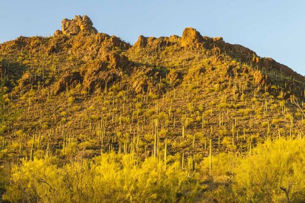 Arizona, Sonoran Desert Saguaro and palo verde